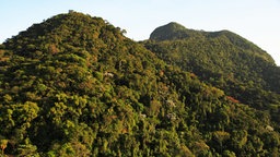 Der Tijuca Nationalpark in Rio de Janeiro © picture alliance / Chris Wallber